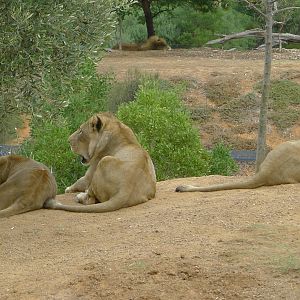 Lions