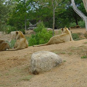 lions