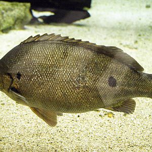 Australian grunter