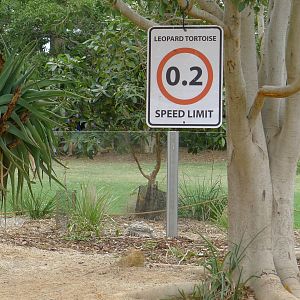 Leopard Tortoise and enclosure