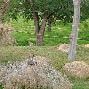 Vervet Monkeys
