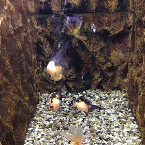 Chinese golden fishes exhibit