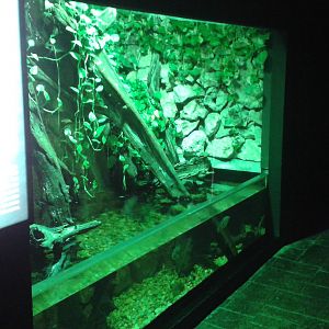 Mangrove aquarium