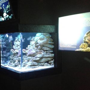 Lionfish aquarium