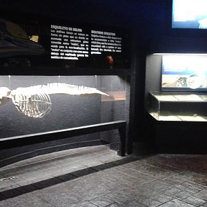 Bottle-nosed dolphin