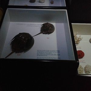 Educational display Horseshoe crabs