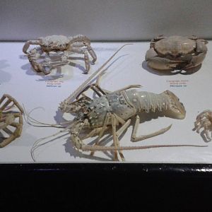 Educational display Crabs, Crayfish and Lobster