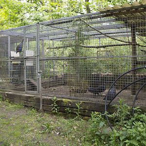 Temporary guineafowl exhibit, 5/14/14