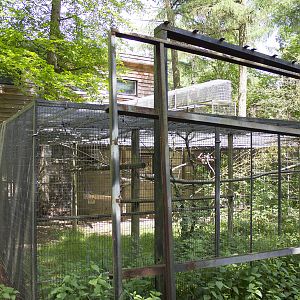 Second Blue-eyed black lemur exhibit, 5/14/14