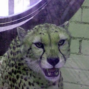 Cheetah in its new surroundings