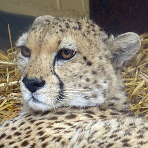 Cheetah newly arrived