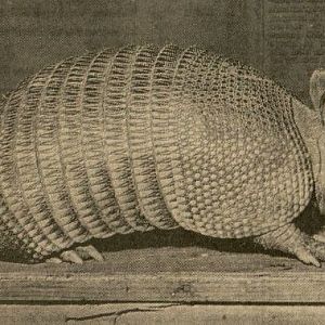 Nine-banded Armadillo