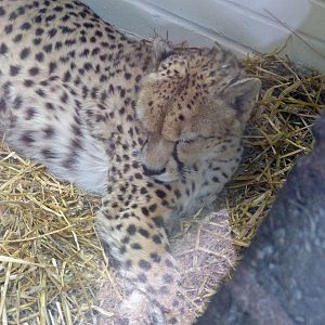 The other new cheetah