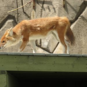 Dhole