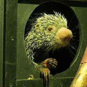 Prehensile-tailed porcupine