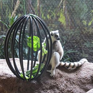 Ring-tailed Lemur