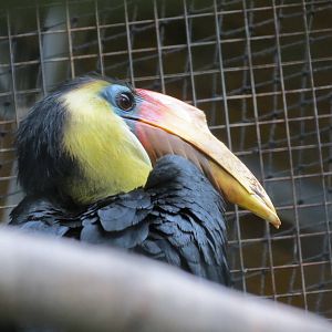 Wrinkled Hornbill