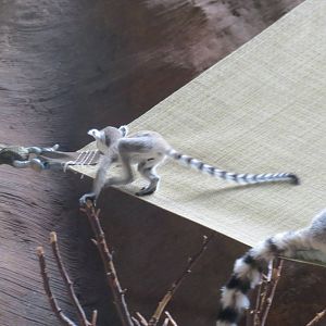 Ring-tailed Lemur