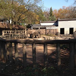 Asian Elephant exhibit