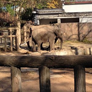 Asian Elephant exhibit