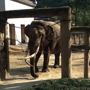 Asian Elephant exhibit