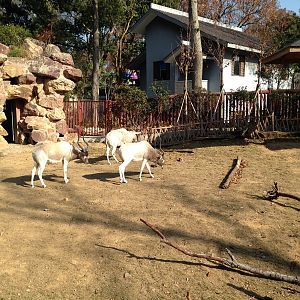 Addax exhibit