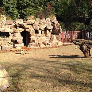 Red Kangaroo exhibit