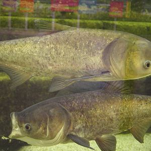 Bighead Carp (Hypophthalmichthys nobilis)