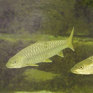 Golden Mahseer (Tor putitora)