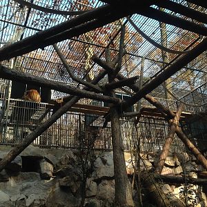 Golden snub-nosed monkey enclosure