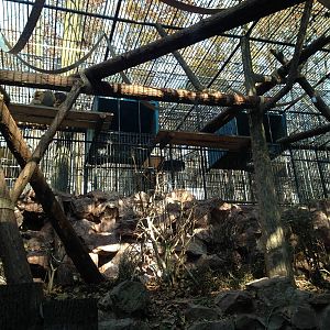 Golden snub-nosed monkey enclosure