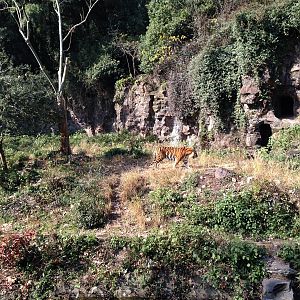 Siberian tiger exhibit