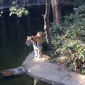 Siberian tiger exhibit