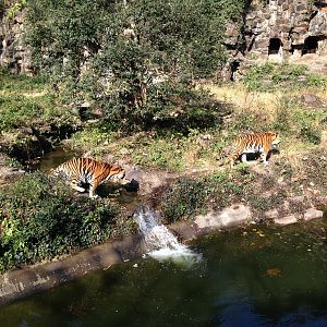 Siberian tiger exhibit