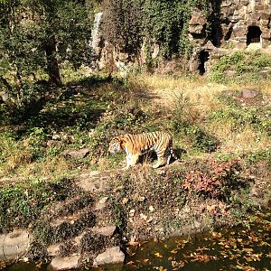 Siberian tiger exhibit