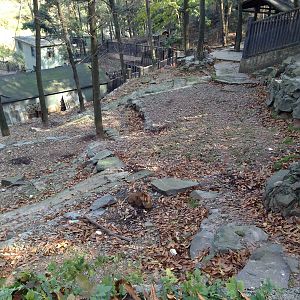 Reeves's muntjac exhibit