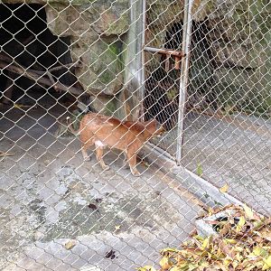 Asian golden cat enclosure