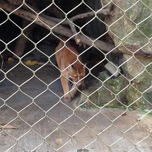 Asian golden cat enclosure