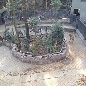 Plains zebra exhibit