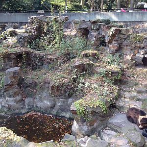 Brown bear enclosure