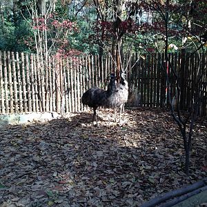 Emu enclosure