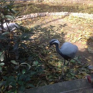 Demoiselle Crane exhibit