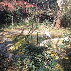 Demoiselle Crane exhibit