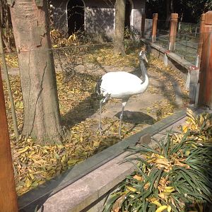 Red-crowned crane exhibit