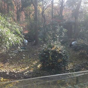 Red-crowned crane exhibit