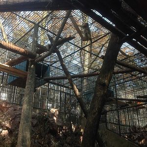Golden snub-nosed monkey enclosure