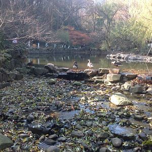 A lake for Anseriformes