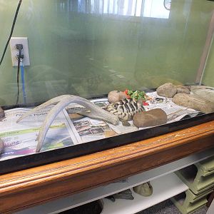 Discovery Wildlife Park-Tortoise Tank