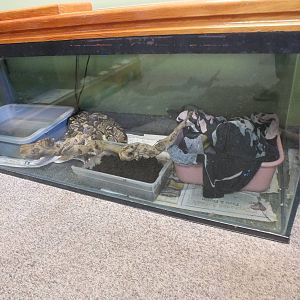 Discovery Wildlife Park-Ball Python Tank