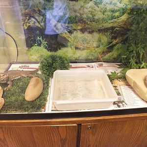 Discovery Wildlife Park-Bearded Dragon Tank